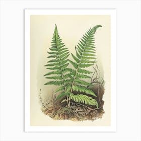 Vintage Illustration Marsh Fern 2 Art Print