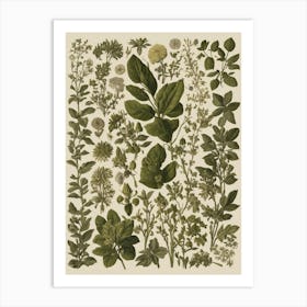 Botanical Print Art Print