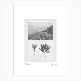 Protea Botanical Collage 1 Art Print