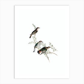 Vintage Shining Cuckoo Bird Illustration on Pure White Art Print