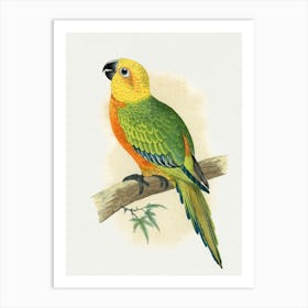 Parrot 19 Art Print