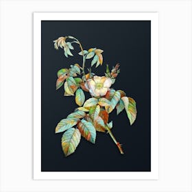 Vintage Apple Rose Botanical Watercolor Illustration on Dark Teal Blue n.0542 Art Print