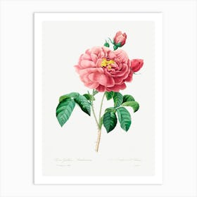 Pink Rose, Pierre Joseph Redoute Art Print