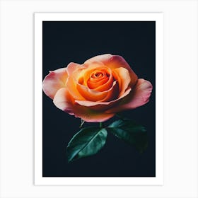 Orange Rose On Black Background 11 Art Print