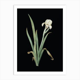 Vintage Crimean Iris Botanical Illustration on Solid Black n.0827 Art Print