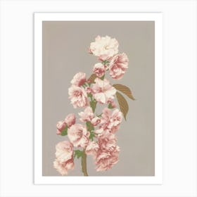 Cherry Blossoms Art Print