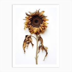 Dead Sunflower 3 Art Print