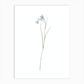 Vintage Blue Pipe Botanical Illustration on Pure White n.0204 Art Print