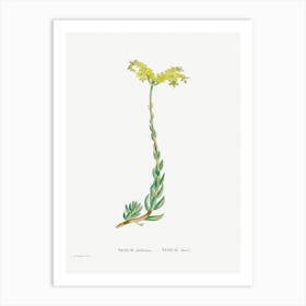 Sedum Altiffimum, Pierre Joseph Redoute Art Print