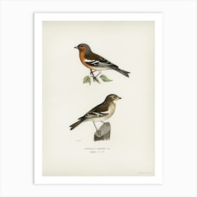 Chaffinch Male (Fringilla Coelebs), The Von Wright Brothers Art Print