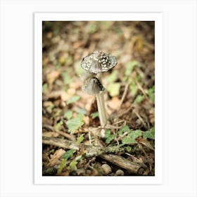 Mushroom // Nature Photography 1 Art Print