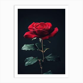 Red Rose On Black Background 48 Art Print