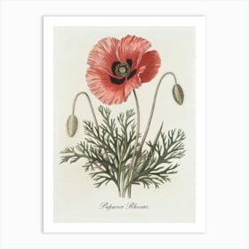 Papaver Rhoeas Botanical Illustration - Red Poppy Flower Art Print
A classic botanical illustration of the Papaver Rhoeas, or red poppy, featuring vibrant petals and delicate foliage. This artwork brings timeless charm and a touch of natural beauty to any space.
Ideal for a kitchen, study, or living room, adding a hint of vintage botanical elegance. Art Print