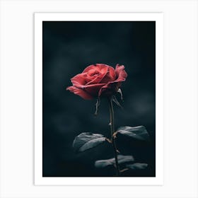 Dark Rose 13 Art Print