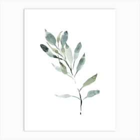 Watercolor Leaf, Olive Branch 4 Art Print