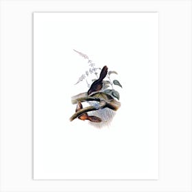 Vintage Rufous Scrubbird Bird Illustration on Pure White n.0464 Art Print