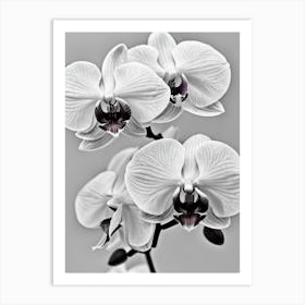 Orchids B&W Pencil 2 Flower Art Print