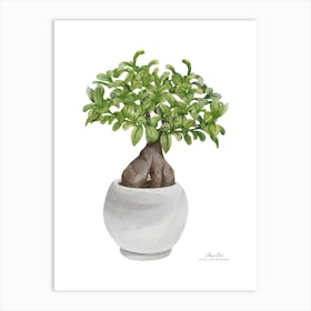 Bonsai.A fine artistic print that decorates the place. 1 Art Print