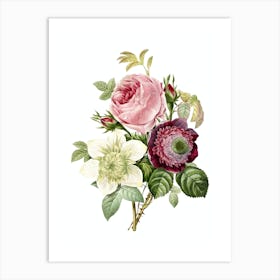 Vintage Anemone Rose Botanical Illustration on Pure White n.0239 Art Print