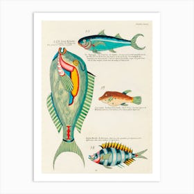 Colourful And Surreal Illustrations Of Fishes Found In Moluccas (Indonesia) And The East Indies, Louis Renard(26) Art Print