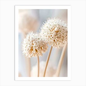 Allium 4 Art Print