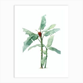 Vintage Scarlet Banana Botanical Illustration on Pure White n.0050 Art Print