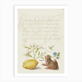 Gillyflower, Insect, Germander, Almond, And Frog From Mira Calligraphiae Monumenta, Joris Hoefnagel Art Print