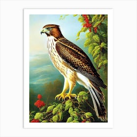 Red Tailed Hawk Haeckel Style Vintage Illustration Bird Art Print