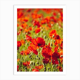 Poppies In A Field Art Print