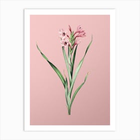 Vintage Sword Lily Botanical on Soft Pink n.0837 Art Print