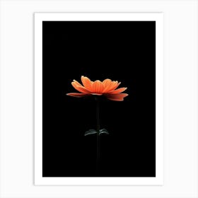 Gerbera Daisy 21 Art Print