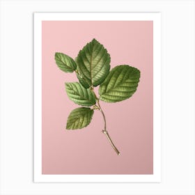 Vintage Witch Hazel Botanical on Soft Pink n.0630 Art Print