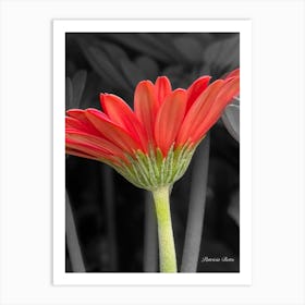 Red Gerbera Art Print