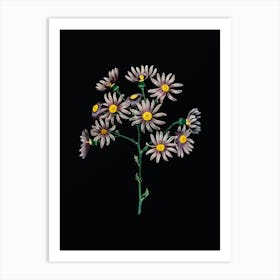 Vintage Lilac Senecio Flower Botanical Illustration on Solid Black Art Print