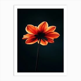 Single Orange Flower 9 Art Print