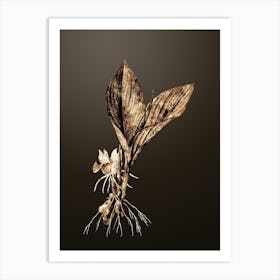 Gold Botanical Koemferia Longa on Chocolate Brown Art Print