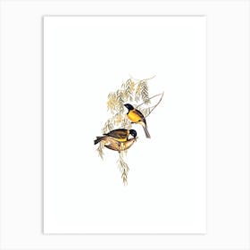 Vintage Blue Shining Flycatcher Bird Illustration on Pure White Art Print