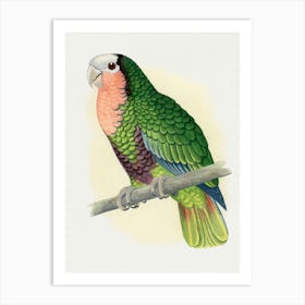 Parrot 29 Art Print