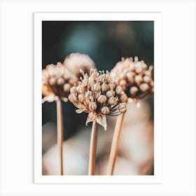 Allium cottagecore Art Print