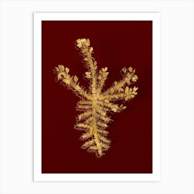 Vintage Yellow Gorse Flower Botanical in Gold on Red n.0273 Art Print