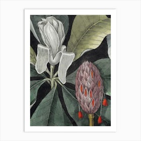Vintage Catesby 1 Magnolia Amplissimo Art Print