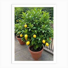 Lemon Tree In Pots Art Print