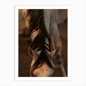 Art of the horse - Al Wathba Abu Dhabi UAE photo print - moody animal photography art Art Print