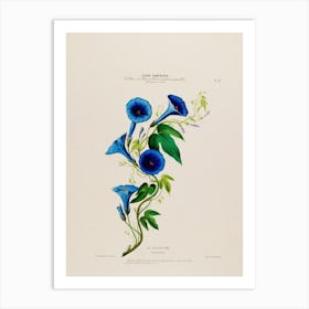 Blue Calla Lilies Art Print