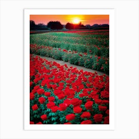 Sunset In A Field Of Roses Art Print