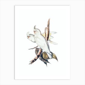 Vintage Blood Stained Cockatoo Bird Illustration on Pure White n.0374 Art Print