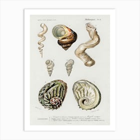 Different Types Of Mollusks, Charles Dessalines D'Orbigny 8 Art Print