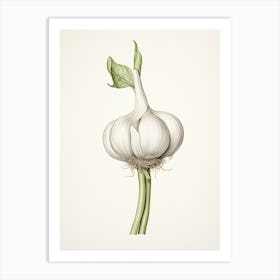 Garlic Vintage Botanical Herbs 0 Art Print