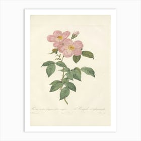 Rose Illustration, Pierre Joseph Redoute (6) 1 Art Print