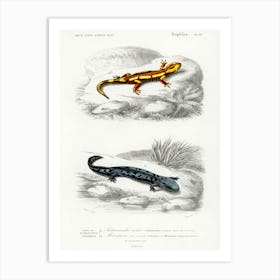 Fire Salamander And Hellbender Salamander, Charles Dessalines D' Orbigny Art Print